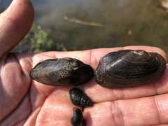 Nodularia breviconcha