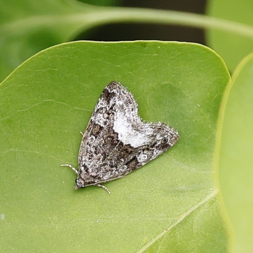 Marbled White-spot