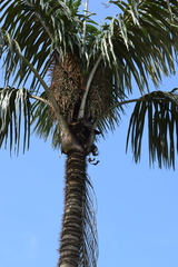 Astrocaryum aculeatum