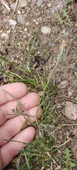 Scorzonera laciniata, photograph author not stated, no rights reserved