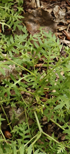 Ellisia nyctelea, photograph 4