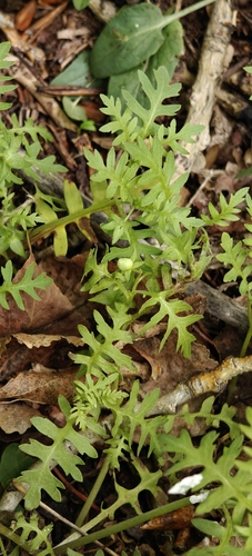 Ellisia nyctelea, photograph 5