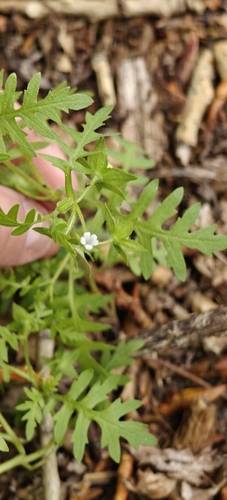 Ellisia nyctelea, photograph 6