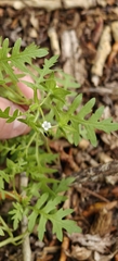 Ellisia nyctelea, photograph author not stated, no rights reserved