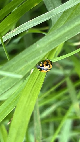 Small Transverse Ladybird Beetle