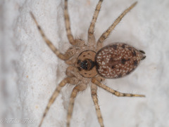 Oecobius