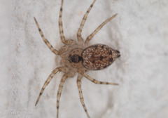 Oecobius