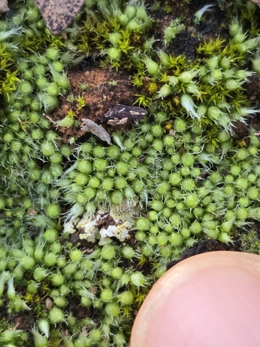 Gigaspermum repens
