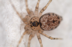 Oecobius