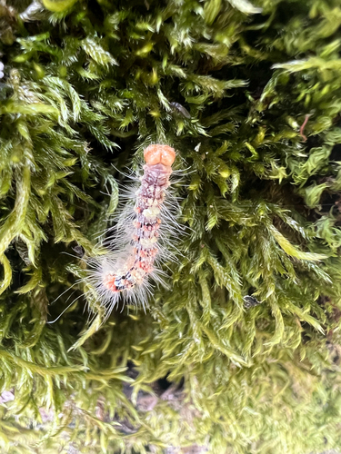 Scarce Merveille du Jour