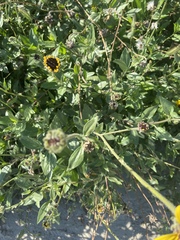 Encelia californica