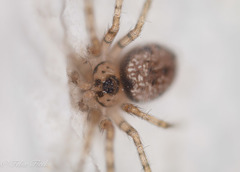 Oecobius