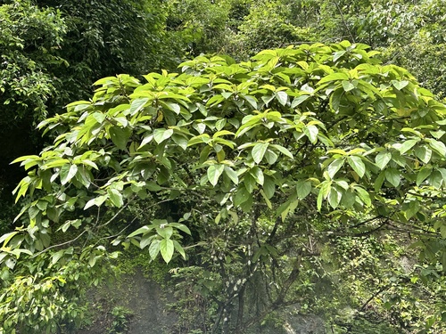 Ficus hispida, photograph 3