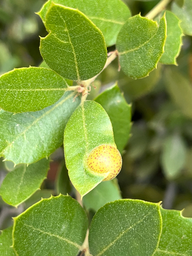 iNaturalist observation photo of Heteroecus flavens