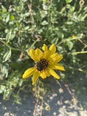 Encelia californica