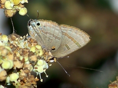 Rapala varuna formosana