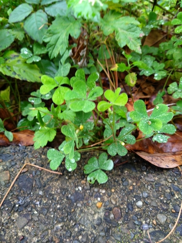 Creeping Woodsorrel