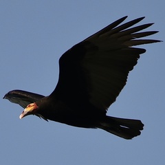 Cathartes burrovianus image