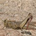 Yarrow's Grasshopper - Photo (c) Lon&Queta, some rights reserved (CC BY-NC-SA)