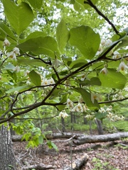 Styracaceae