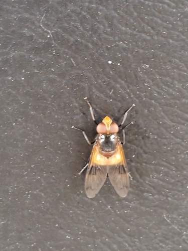 Pellucid Hover Fly