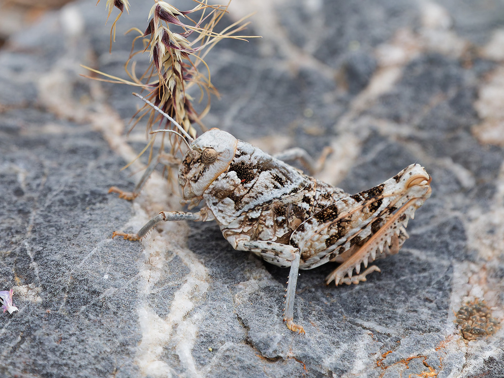 Prionotropis maculinervis