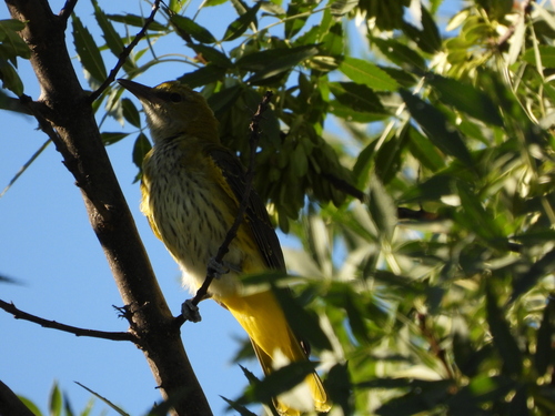 Eurasian Golden Oriole