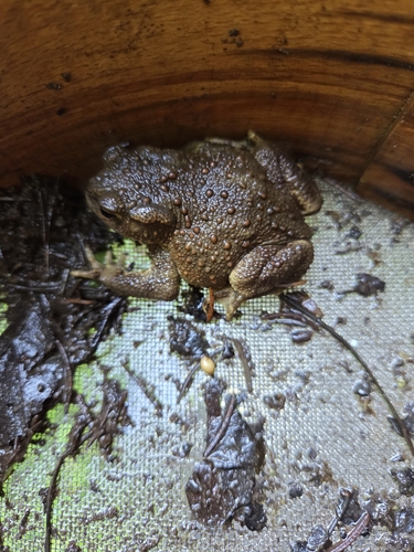 European Toad