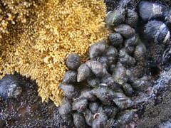 Acanthinucella