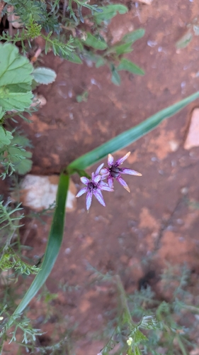 inland star lily