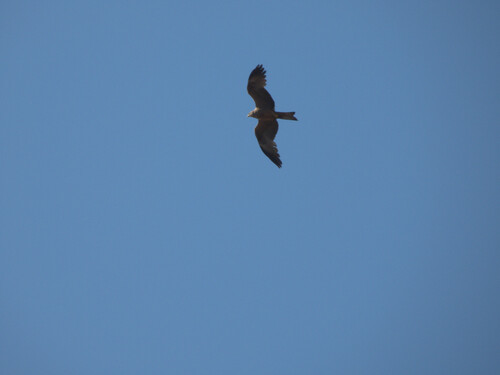 Black Kite
