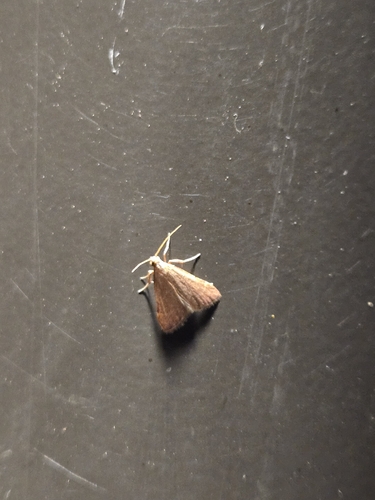 iNaturalist observation photo of Arta epicoenalis