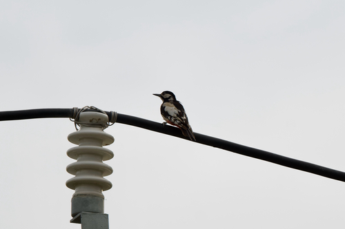 White-winged Woodpecker