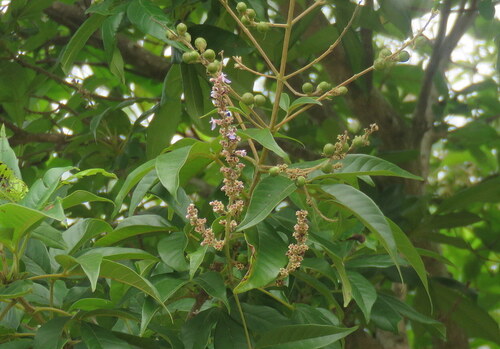 Vitex altissima observed 2026-07-02