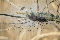 Parawixia bistriata