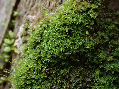 Zygodon intermedius observed 2026-05-23