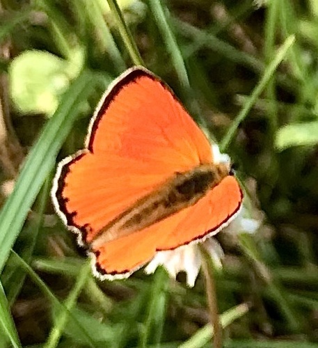 Scarce Copper