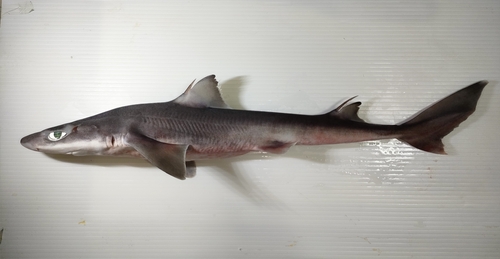 Shortspine spurdog (Squalus mitsukurii) — Squalidae — 2