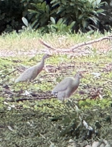 Western Cattle-Egret