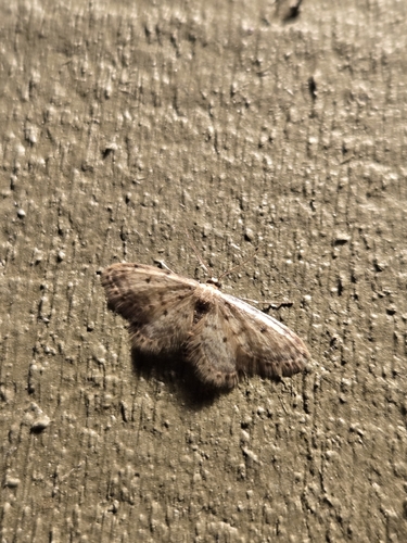 iNaturalist observation photo of Fortunate Wave