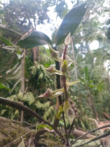 Dendrobium macrophyllum observed 2026-07-02