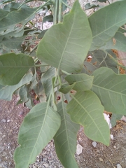 Nicotiana glauca