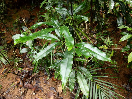 Ceratopetalum succirubrum (Ceratopetalum succirubrum)