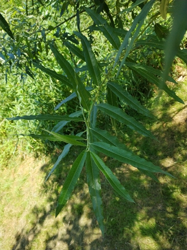 Наблюдение на iNaturalist
