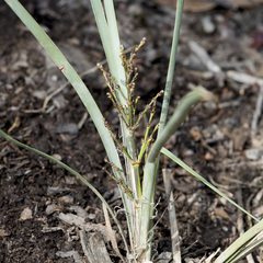 Lomandra multiflora dura