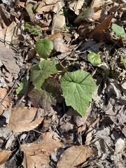 Tiarella stolonifera