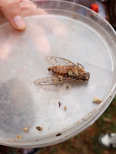 Ash Cicada