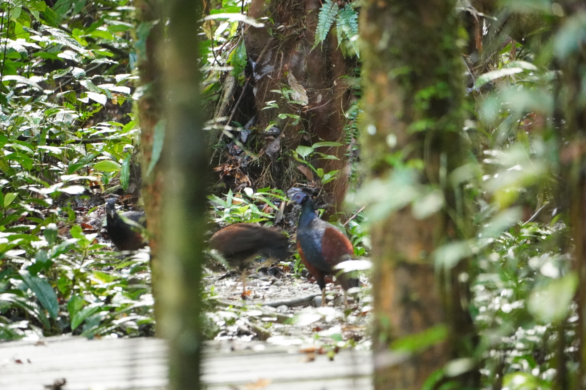 Bornean Crested Fireback (Lophura ignita), photo 3