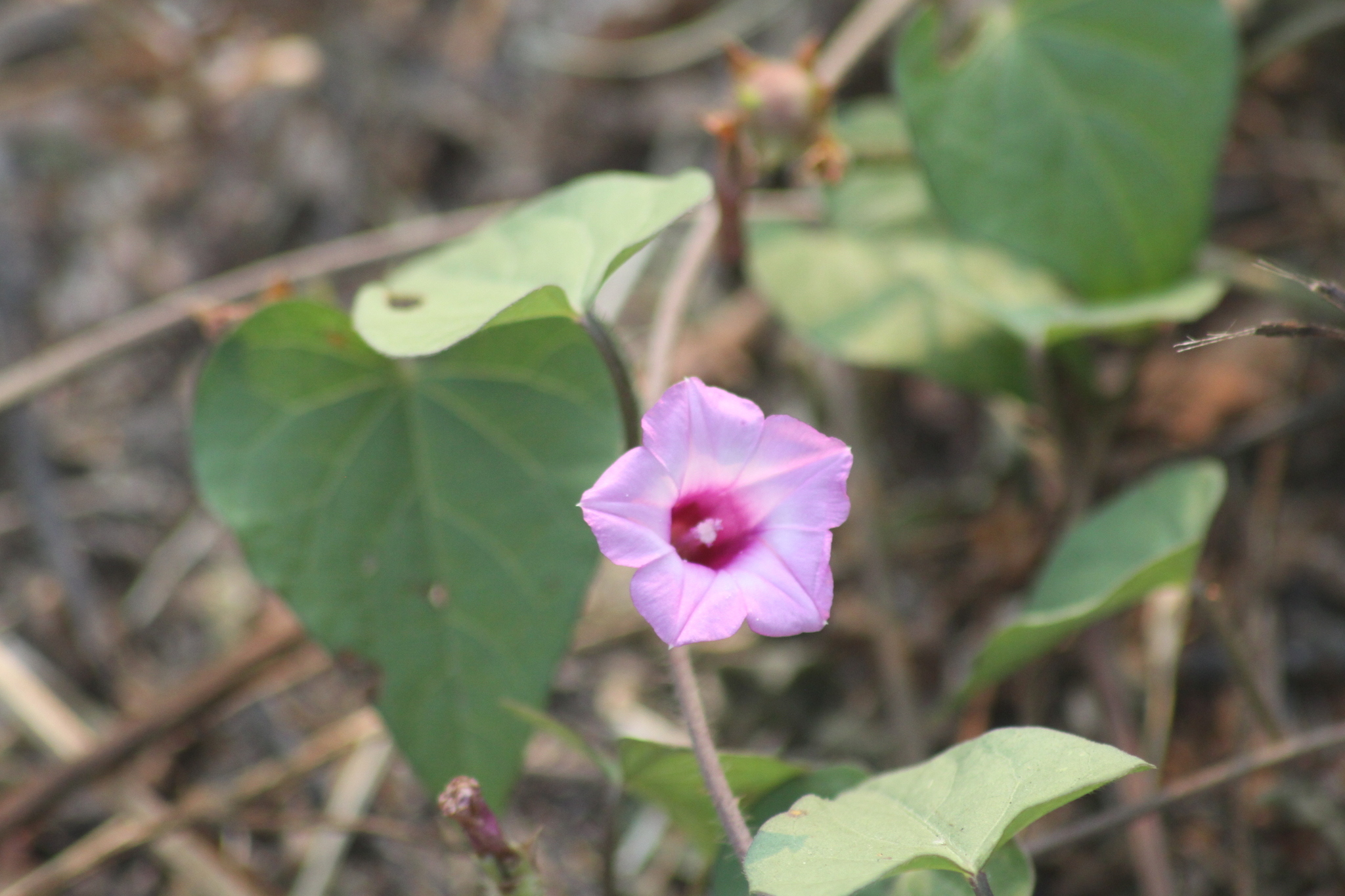 Ipomoea triloba (Ipomoea triloba)