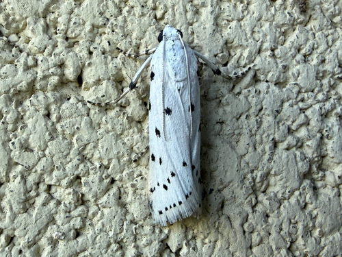Thistle Ermine